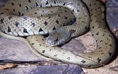 22nd February 2016: Europe has gained another snake