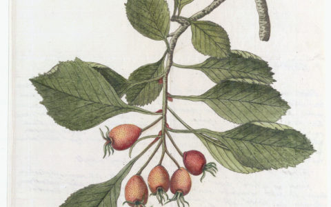 Nikolaus Joseph von Jacquin's letters to Linnaeus