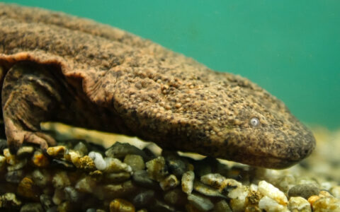 Facial Reconstruction: Bringing New Life to a 66-Million-Year-Old Salamander