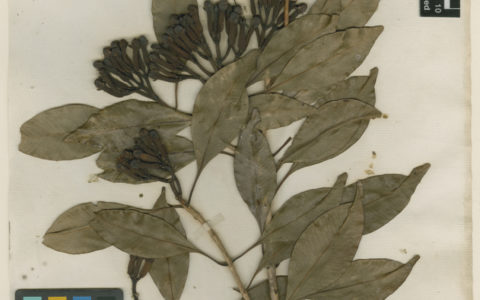 An Ethnobotanist's Journey Through the Linnean Society's Archives