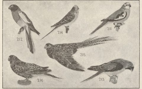 JA Leach: A Nature Influencer of his Time