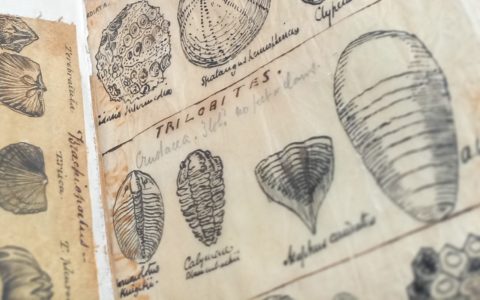 Exploring Alfred Russel Wallace's Private Library