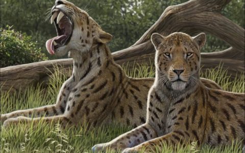 How sabre-toothed cats got their bites
