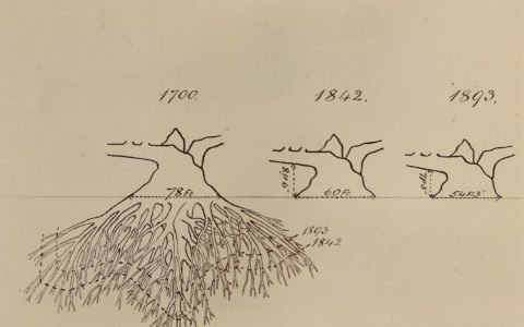 Under England’s famous old oak tree: John Clayton’s account of the Cowthorpe Oak