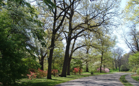 31st May 2016: Virtual Issues - Linnean Society Meeting at the Arnold Arboretum