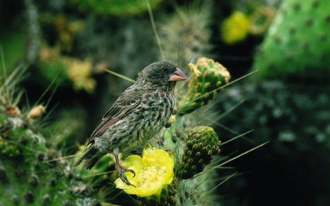 Icons of Evolution: Why are there so many Darwin’s finches?