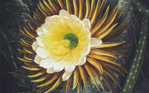 Cereus: A Blooming Obsession