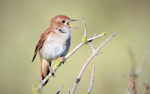 Birds and Music: A Violinist's View