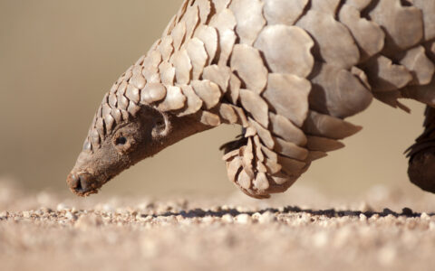 The Pangolin Puzzle: Looking Inside the Skull for Evolutionary Clues