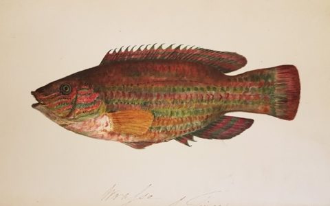 Neither ashore, nor afloat: Jonathan Couch and "A History of the Fishes of the British Islands"