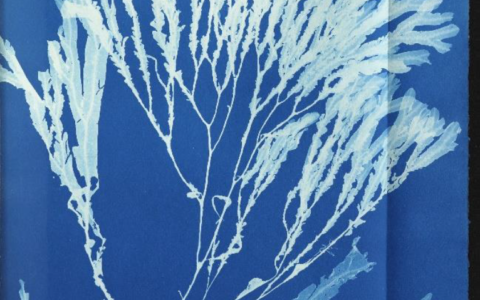 A Secret Treasure: Anna Atkins’s Cyanotype Impressions of British Algae