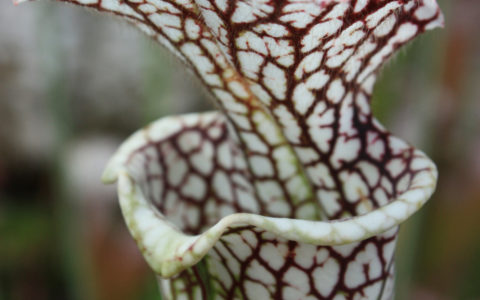 Fearsome Flora: Plants that Bite Back