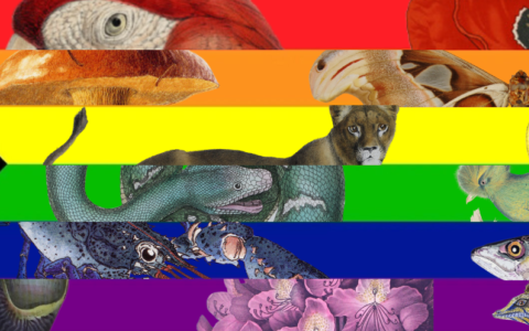 Exploring and Expressing Queerness in Natural History