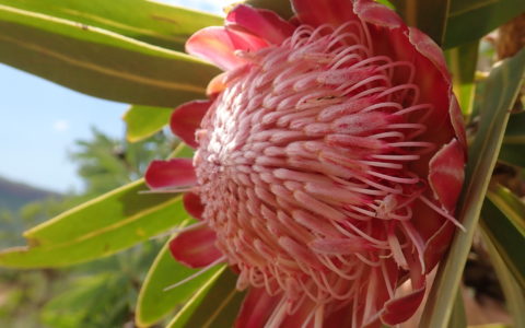 International Botanists Vote to Change Offensive Plant Name