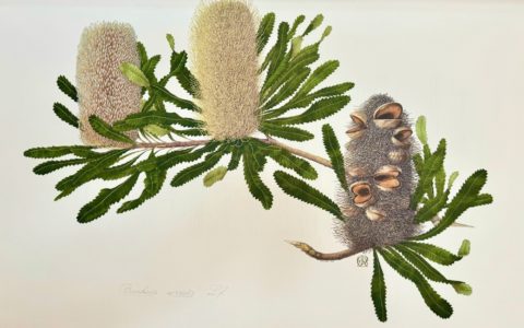 Celia Rosser's Banksias