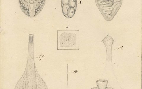 Thomas Spencer Cobbold’s drawings of the hidden lives of parasites