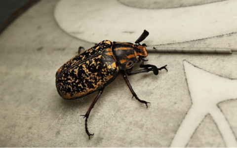 Listening to Women’s Voices: The Beautiful Bioacoustics of Beetles