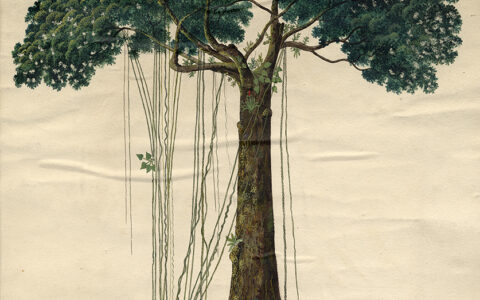 Peeling Back the Layers: Conserving the Mora Tree Watercolour