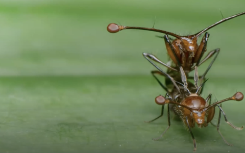 The Inside Out of Flies | Dr Erica McAlister FLS