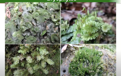 Key Land Plant Innovations in Bryophytes | Dr Silvia Pressel FLS