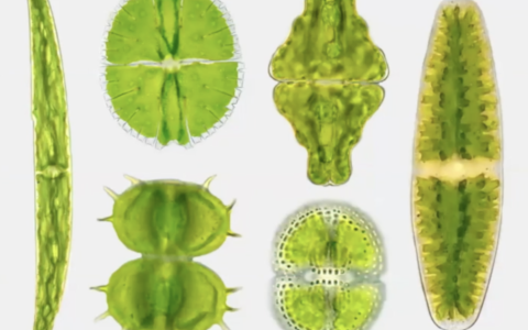 Desmid Algae: Jewels in the Bog