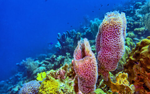 Hidden Caves: Cape Verde's Secret Sponges