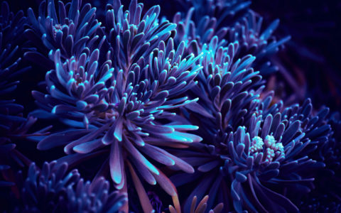 Chromatic Confessions of Salt Stressed Plants: AI to Read Between the Leaves