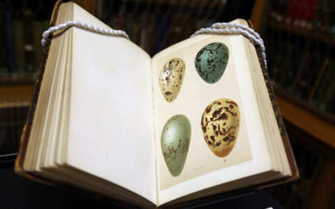 Birds' Eggs: A Display on the History of Egg Collecting