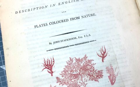 John Stackhouse’s Nereis Britannica (1795-1801)