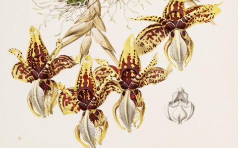 "The Librarian's Nightmare": James Bateman's Orchidaceae of Mexico and Guatemala