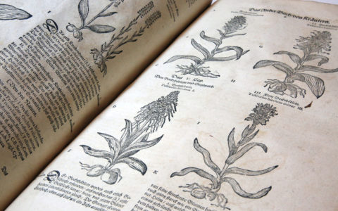 Tabernaemontanus’s 17th-Century Herbal: To Repair, or Not to Repair?
