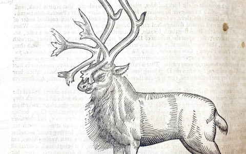 Edward Topsell's Reindeer