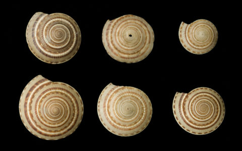 The Linnaean Shell Collection