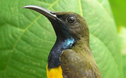 Finding Sunbird Species in Wallacea