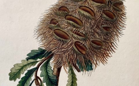 Unexpected Journeys: John White’s Journal of a Voyage to New South Wales (1790)