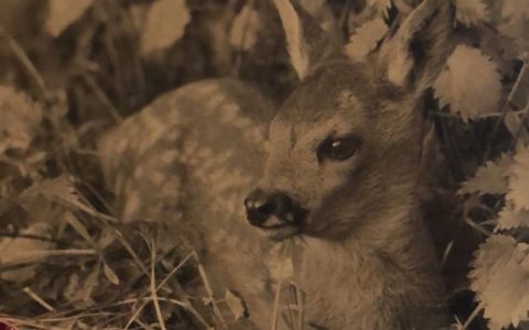 The Council for Nature Collection