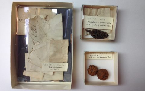 Conserving the Carpological Collection