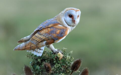 The Long and Short of Owl Legs