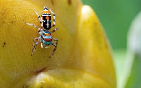 The Politics of Taxonomy - Tangled in a Web of Inequalities