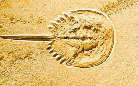 Were the ancestors of horseshoe crabs really blind?