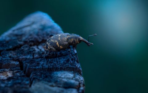 Ghosts of the Past: How DNA Reveals an Extinct Island Lineage