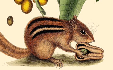 Calling all women Fellows, Associates and student members! Could you be a mentor?