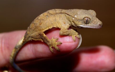 From a Land Down Under: How Australian Geckos Colonised Melanesia