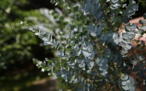 The Lonely Eucalyptus