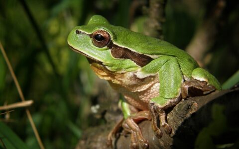 Island-Hopping Frogs: How Geology, Ocean Currents and Evolution Shaped Biodiversity in the Pacific