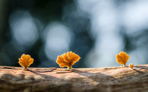 Gazing into the future: The Student Futures & Research Conference 2022