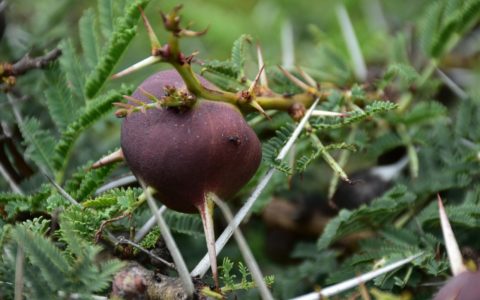 Ants, Acacias, and Breaking the Mould of Niche Conservatism