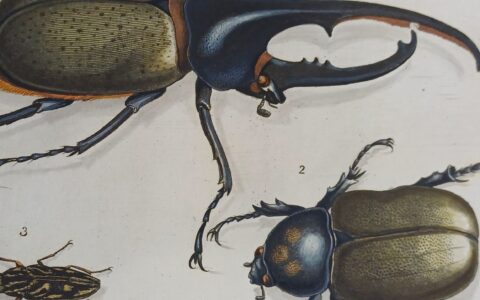 Henry Seymer and his Natural History Books