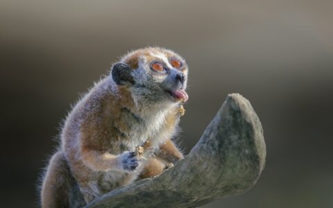 How Did Bushbabies Become Different Species?
