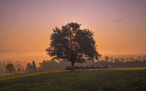 Scientist, activist or advocate?
